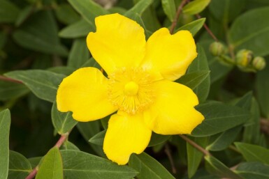 Hertshooi Hypericum 'Peter Dummer' struik Hypericum 'Peter Dummer' struik