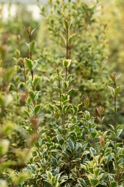 Ilex aquifolium 'Argentea Marginata'