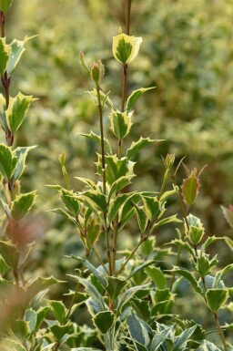 Ilex aquifolium 'Argentea Marginata'