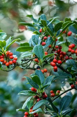 Ilex aquifolium 'J.C. Van Tol'