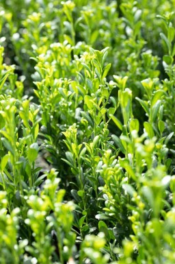 Ilex crenata 'Fastigiata'