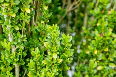 Ilex crenata 'Fastigiata'