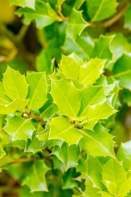Ilex 'Nellie R Stevens'