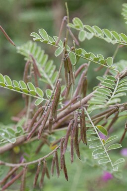 Indigofera heterantha