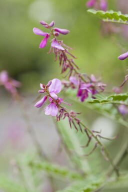 Indigofera heterantha