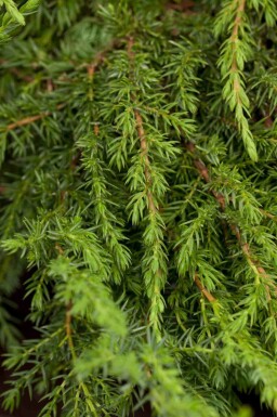 Juniperus communis 'Green Carpet'