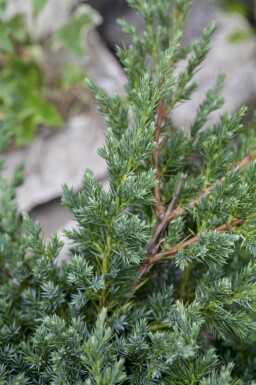 Kruipende jeneverbes Juniperus procumbens 'Nana' struik Juniperus procumbens 'Nana' struik