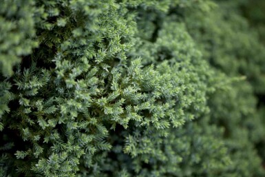 Kruipende jeneverbes Juniperus procumbens 'Nana' struik Juniperus procumbens 'Nana' struik
