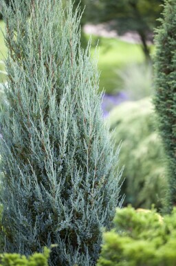 Jeneverbes Juniperus scopulorum 'Blue Arrow' struik Juniperus scopulorum 'Blue Arrow' struik