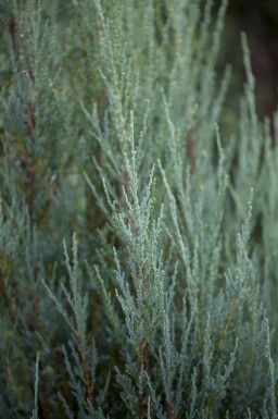 Jeneverbes Juniperus scopulorum 'Blue Arrow' struik Juniperus scopulorum 'Blue Arrow' struik