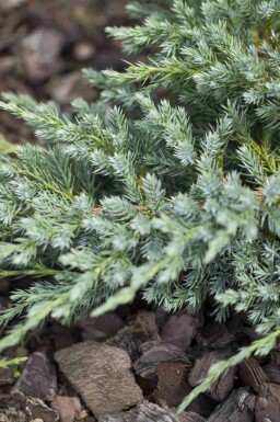 Jeneverbes Juniperus squamata 'Blue Carpet' struik Juniperus squamata 'Blue Carpet' struik