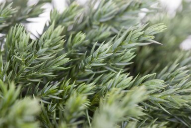 Jeneverbes Juniperus squamata 'Blue Carpet' struik Juniperus squamata 'Blue Carpet' struik