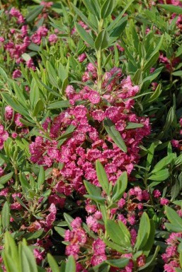 Kalmia latifolia