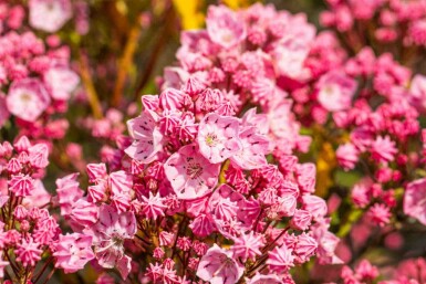 Kalmia latifolia