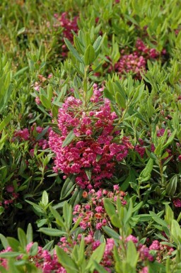 Kalmia latifolia