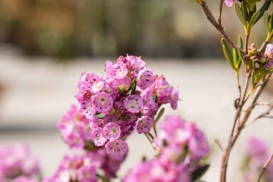 Lepelboom Kalmia polifolia struik Kalmia polifolia struik