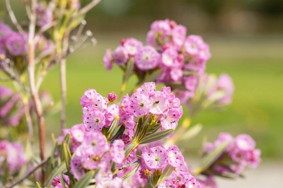 Lepelboom Kalmia polifolia struik Kalmia polifolia struik