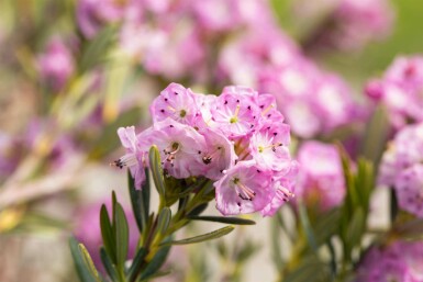 Lepelboom Kalmia polifolia struik Kalmia polifolia struik