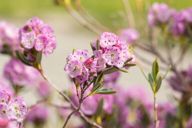Lepelboom Kalmia polifolia struik Kalmia polifolia struik