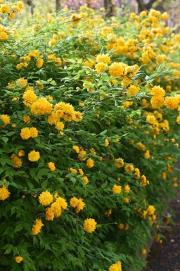 Ranonkelstruik Kerria japonica struik Kerria japonica