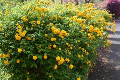 Ranonkelstruik Kerria japonica struik Kerria japonica