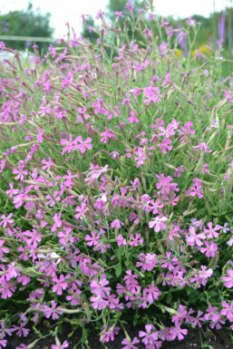 Lijmkruid Silene schafta 'Splendens' 5-10 Pot P9 Silene schafta 'Splendens'