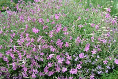 Lijmkruid Silene schafta 'Splendens' 5-10 Pot P9 Silene schafta 'Splendens'