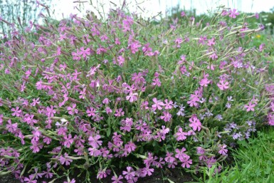 Lijmkruid Silene schafta 'Splendens' 5-10 Pot P9 Silene schafta 'Splendens'