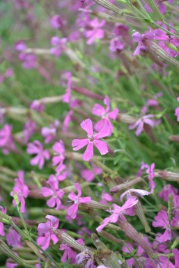 Lijmkruid Silene schafta 'Splendens' 5-10 Pot P9 Silene schafta 'Splendens'