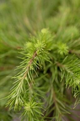 Japanse lariks Larix kaempferi struik Larix kaempferi