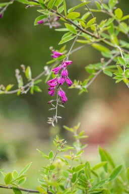Lespedeza thunbergii