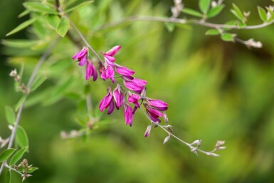Lespedeza thunbergii
