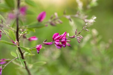 Lespedeza thunbergii