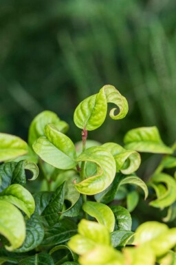 Leucothoe Leucothoe axillaris 'Curly Red' struik Leucothoe axillaris 'Curly Red' struik
