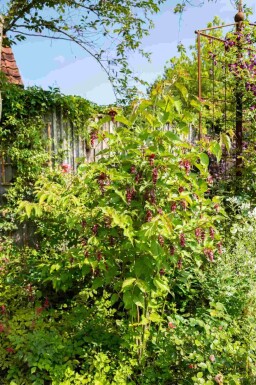 Leycesteria formosa