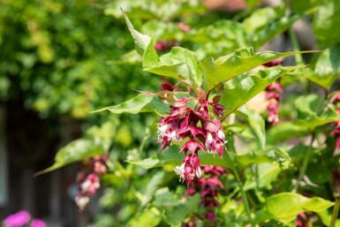 Leycesteria formosa