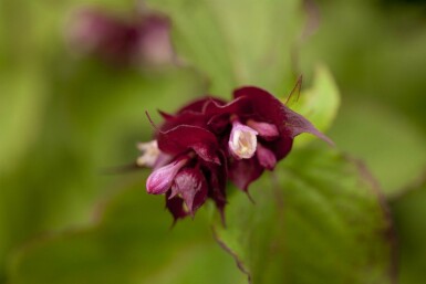 Leycesteria formosa 'Purple Rain'