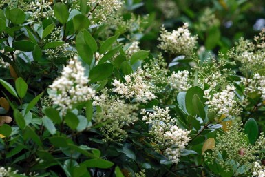 Japanse liguster Ligustrum japonicum struik Ligustrum japonicum struik