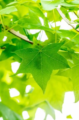 Amberboom Liquidambar styraciflua struik Liquidambar styraciflua struik