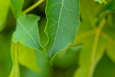 Liquidambar styraciflua 'Gum Ball'
