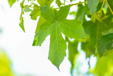 Liquidambar styraciflua 'Gum Ball'