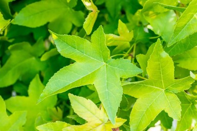 Liquidambar styraciflua 'Gum Ball'
