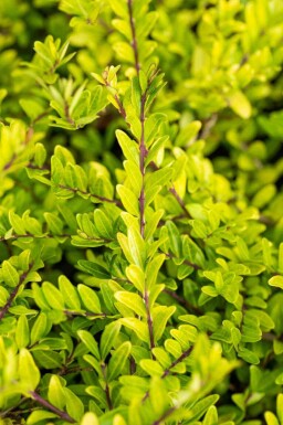 Lonicera pileata