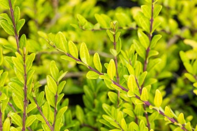 Lonicera pileata