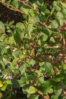 Lonicera purpusii 'Winter Beauty'