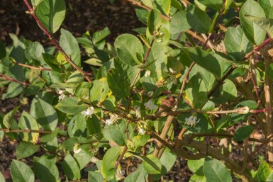 Lonicera purpusii 'Winter Beauty'