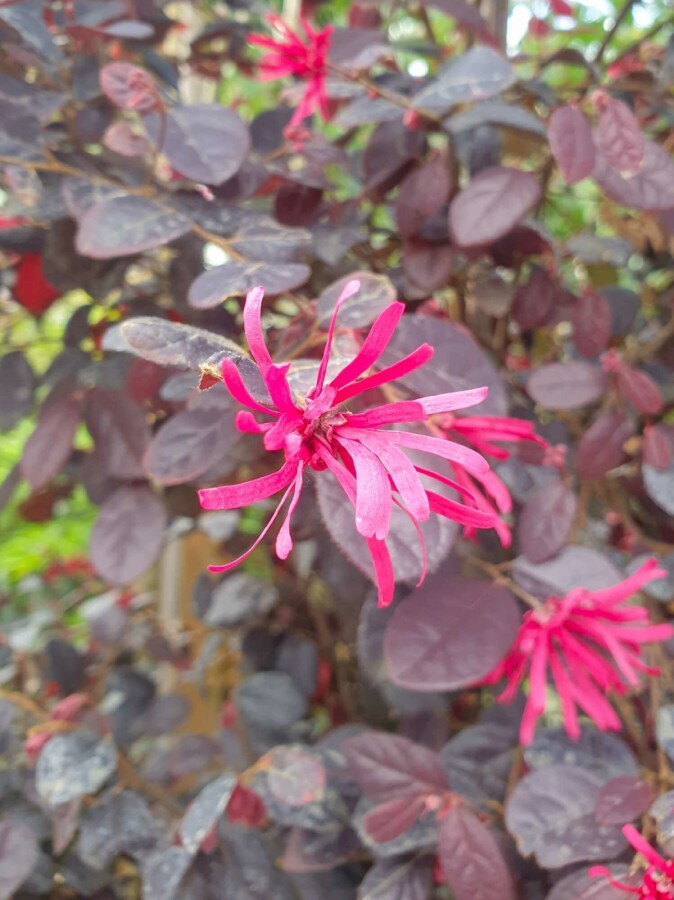 Chinese franjeboom Loropetalum chinense 'Black Pearl' struik Loropetalum chinense 'Black Pearl' struik