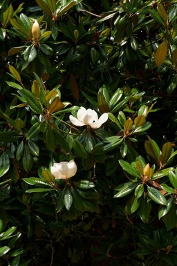 Magnolia grandiflora