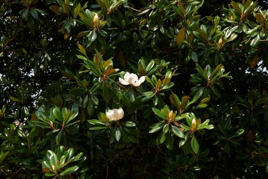 Magnolia grandiflora