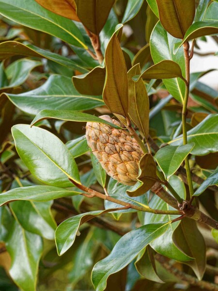 Magnolia grandiflora 'Goliath'